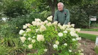 Hydrangea Little Lime , compact shrub hydrangea