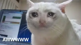 Crying Cats Meme Compilation set to 