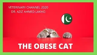 The Morbidly Obese Cat | Obesity In Cats | Feline Obesity