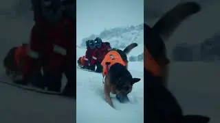 Hero Dogs Save a Trapped Animal in a Deadly Snowstorm | Emotional Mountain Rescue Mission