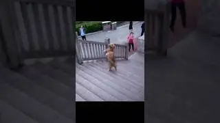 Upright walking dog