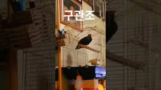 욕을먹고 사랑한다.들으면 기분은썩~~좋친 않내요~^^최재원챔프tv.동양챔피언.권투선수.복싱.