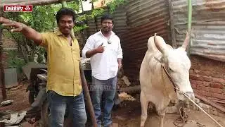 மதுரை கோரிப்பாளையம் Dr.GkB முடக்கத்தான் மணி ஜல்லிக்கட்டு மாநில தலைவர்
