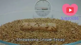 20,000 Mealworms eating strawberry cream bread, Fruit Mango
