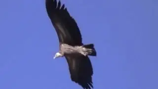 Himalayan Griffon Vulture (Gyps himalayensis)