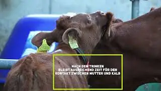 Lehenhof: Mutterkuhgebundene K&auml;lberaufzucht