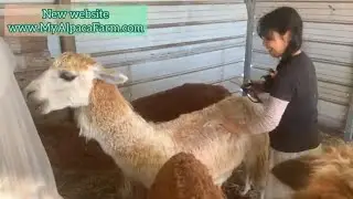 Hand Shearing Alpaca Kyler March 2025