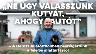 „Ne úgy válasszunk kutyát, ahogy autót” – Állatok napja a Herosz Állatotthonban