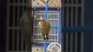 saira singing birds