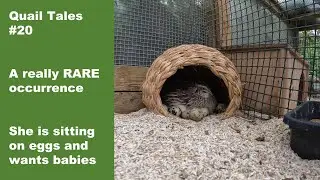 Quail Tales #20 Broody Quail hen sitting on eggs