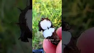 Rumput Teki Yang Ternyata Memiliki Banyak Khasiat