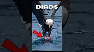 Incredible Bird Hunting Skills in Action #animals #nature #wildlife
