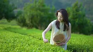🍃 SPRING&rsquo;S LIQUID JADE!🌧️ #TeaHypnosis  #YunnanSpring #mountainmeditation
