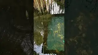 Handmade Lure Osoi FAT 40F Testing