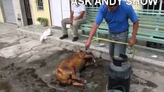 Pig Roast Ecuadorian Style