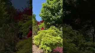 ACER SKUTCHII - RARE MEXICAN CLOUD FOREST SUGAR MAPLE