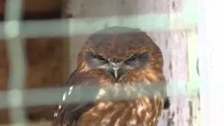 4K Video of Southern Boobook Owl