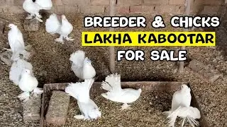 Breeder or chicks lakha kabootar for sale - WhatsApp 03007307978 [Multan Cantt]