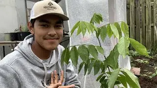 Planting & Care Guide On Ice Cream Bean Tree!🍦✨🌿//Ultimate Gardening