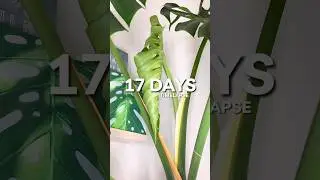 Huge Monstera Deliciosa Leaf Timelapse