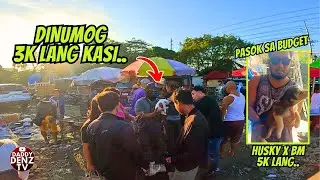 HANAP MO PASOK SA BUDGET NA PETS.. / PT.2 JAN. 16, 2026 @BOCAUE PETS & LIVESTOCK MARKET
