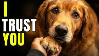 7 Rare Behaviors Dogs Show ONLY to Their Favorite Person