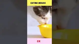 💥 Weird Animal Eating Habits That Will Surprise You 💥 | #WeirdEatingHabits #AnimalEatingFacts #Facts