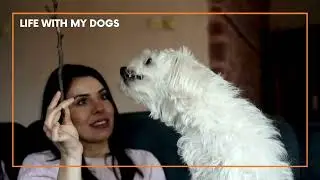 The Maltese Dog   Character, Care and Health
