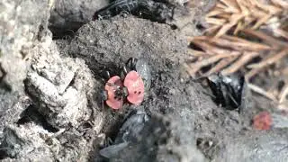 Orgy Party of Black-spotted Carrion Beetles on Dunghill of Japanese Raccoon Dogs