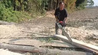 STIHL😱😱||cut BIG 🌲 tree ||by powerful and strong machine 