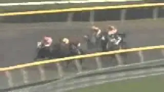 Super horse !!, Fastest horse i've ever seen !!