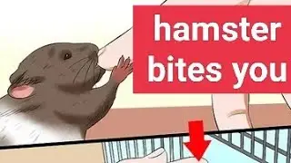 Dapat Gawin pag nakagat ng hamster