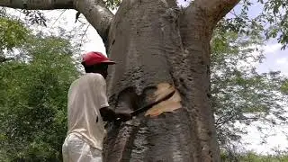 African baobab tree water storage