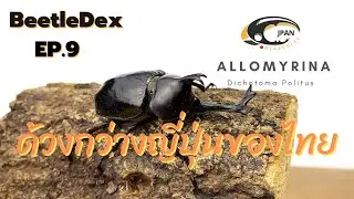 BeetleDex EP.9 - Allomyrina dichotoma Politus  ポリトゥスツヤカブト