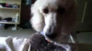 Poodle barking and growling