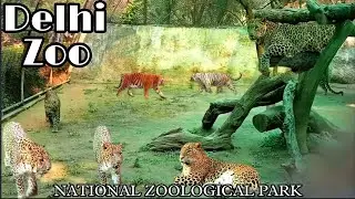 चिड़ियाघर के ये खतरनाक और खुखार जानवर 🔥| Delhi Zoo Vlog | National Zoological Park #vlog #ytviral