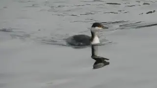 Horned Grebe in Central Park