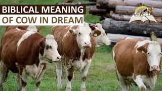 Biblical Meaning of COWS in Dream I Cow Attacking Spiritual Meaning