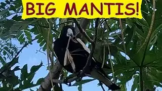 Mum and Dad Magpie both collect for chicks - Dad scores bigly! Australian birds