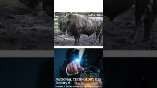 January 6th #dailyfact fact #cow #bison #hybrid #technology
