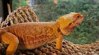 Bearded Dragon dance