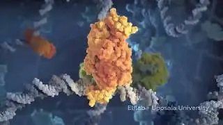 Identification of target DNA sequences by Lac repressor and CRISPR-Cas9 complex