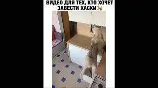 Try Not To Laugh Watching Funny Fails of The Week May 2020