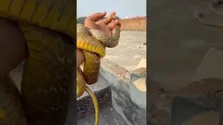 #wildliferescue #cobra #snake #snakevideo #nagin #viral ​@Panchal_Ji_Snake_Expert ⁠ #shorts
