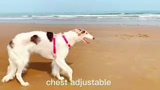 Wholesale Pet Supplies / Dog Harness For Large Dogs