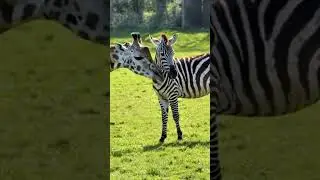 moment of social interaction between a zebra and a giraffe. #woollyrhino #bigcatweek #gerenuk #love🦒