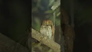 Owl Day & Night &ndash; Secrets of the Silent Hunter 🌙🦉