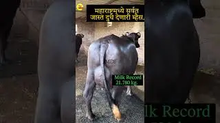 Murrah Buffalo In Maharashtra #shorts #youtubeshorts #youtubeshorts #ytshorts