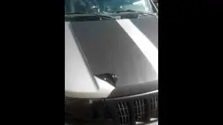 Removing Hood Stripes
