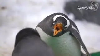 旭山動物園 イジワルなジェンツーペンギン37番
